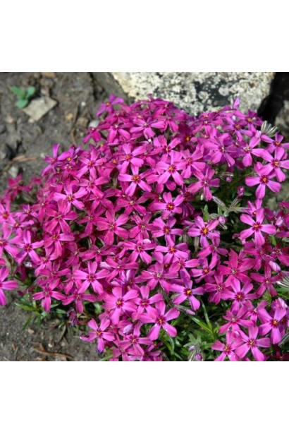 Phlox subulata `Temiscaming`